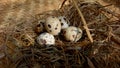 Detailed texture of five quail eggs on straw and woven bamboo which is partially damaged