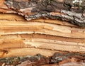 Detailed Texture of Natural Tree Bark with Wooden Layers in Warm Lighting Royalty Free Stock Photo
