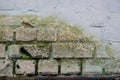 Detailed texture of old brick wall covered with moss and mold. Royalty Free Stock Photo