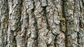 Detailed texture of old oak tree bark with moss Royalty Free Stock Photo