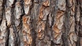 Detailed texture of pine tree bark Royalty Free Stock Photo