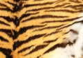 Detailed texture of real tiger fur Royalty Free Stock Photo