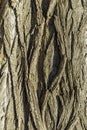 Detailed Texture of Rough Tree Bark in Sunlight Royalty Free Stock Photo