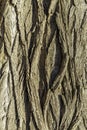 Detailed Texture of Rough Tree Bark in Sunlight Royalty Free Stock Photo