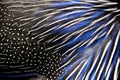 Detailed texture of white and blue pheasant feathers Royalty Free Stock Photo