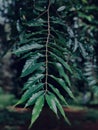 Detailed Textured Pattern Abstract Tree Branch In Kenya East African Royalty Free Stock Photo