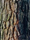 Detailed Textured Pattern Abstract Treen Trunk In Kenya East African