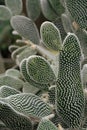 Close up opuntias cacti plant.