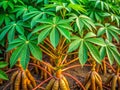 Detailed Thai Cassava Root Leaf and Stem CloseUp A Comprehensive Visual Guide to the Versatile Root Vegetable Royalty Free Stock Photo