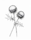 Detailed Thistle Plant Illustration in Black and White Isolated on White Background Royalty Free Stock Photo