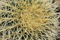 Detailed top view of a cactus Royalty Free Stock Photo