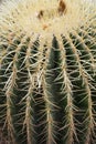 Detailed top view of a cactus Royalty Free Stock Photo