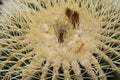 Detailed top view of a cactus Royalty Free Stock Photo