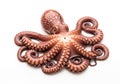 Detailed top view of a whole cooked octopus with curled tentacles on a clean surface Royalty Free Stock Photo