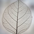 A detailed, translucent leaf skeleton is displayed against a soft, neutral background. The leaf\'s Royalty Free Stock Photo