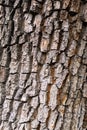 Detailed Tree Bark Surface Texture. Background Royalty Free Stock Photo