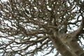 Detailed tree branches