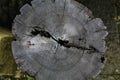 Detailed tree rings in an aged wood stump