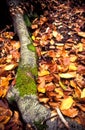 Detailed tree root and leaves Royalty Free Stock Photo