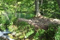 Detailed Tree Roots at Peaceful Green Lakes