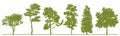 Detailed tree silhouettes. Set of green forest trees in silhouettes isolated on white background. JPG illustration