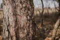 Detailed tree trunk bark of a pine tree in spring with morning sunshine Royalty Free Stock Photo