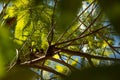 Detailed unique view of green trees and branches