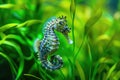 A detailed and up-close photograph of a sea horse amidst a lush field of grass, A beautifully patterned seahorse clinging to a