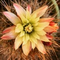 Photo print of cactus flower upclose Royalty Free Stock Photo