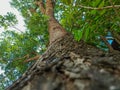 Detailed upward perspective of tree bark with sharp green leaves and branches above. Royalty Free Stock Photo
