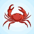 Detailed vector drawing of a sea crab