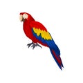 Detailed vector icon of long-tailed macaws ara . Exotic bird with red, blue and yellow feathers. Element for advertising Royalty Free Stock Photo
