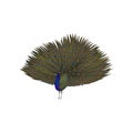 Detailed vector icon of peacock with plumage out. Elegant wild bird with big tail. Wildlife and fauna theme Royalty Free Stock Photo