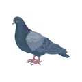 Detailed vector icon of pigeon dove. Bird with small head, short legs and blue-gray feathers. Wild feathered animal Royalty Free Stock Photo