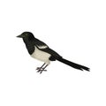 Detailed vector icon of wagtail. Small black and white bird with long-tail. Wildlife theme. Element for ornithology book