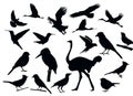 Detailed Vectoral Bird Silhouettes.