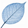 Detailed Veined Leaf Skeleton on Clean White Background in Blue Tone Royalty Free Stock Photo