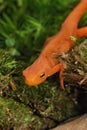 Veritical closeup on a colorful red eft stage juvenile Red-spotted newt Notophthalmus viridescens Royalty Free Stock Photo