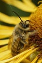 Vertical closeup on a male Pantaloon bee, Dasypoda hirtipes sitting on a yellow flower