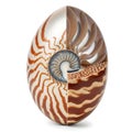 Nautilus Shell Cutaway Revealing Chamber Structure Royalty Free Stock Photo