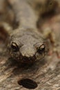 Vertical frontal closeup on a gorgeous colored adult Clouded salamander, Aneides ferreus