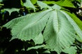 Aesculus hippocastanum leaves Royalty Free Stock Photo