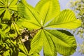 Aesculus hippocastanum leaves Royalty Free Stock Photo