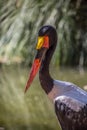 Detailed view of a african Saddle-billed Stork, Ephippiorhynchus senegalensis