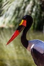 Detailed view of a african Saddle-billed Stork, Ephippiorhynchus senegalensis