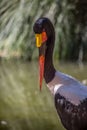 Detailed view of a african Saddle-billed Stork, Ephippiorhynchus senegalensis