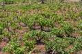 Detailed view of agricultural fields with vineyards, typically Mediterranean