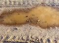 Detailed view on agricultural grounds with tire tracks Royalty Free Stock Photo