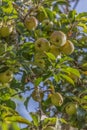 Detailed view of an apple tree with natural fruits and blurred background