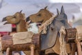 Detailed view of archaic wood horses toys on carousel Royalty Free Stock Photo